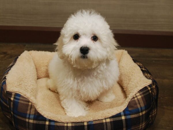 Teddy Bear DOG Male White 16517 Petland Iowa City, Iowa