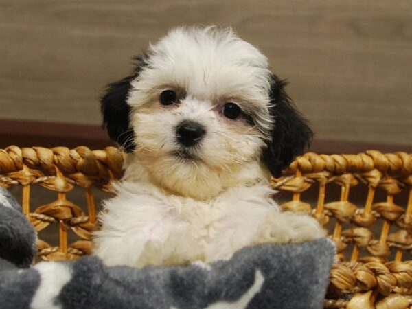 Teddy Bear DOG Female Black / White 16573 Petland Iowa City, Iowa