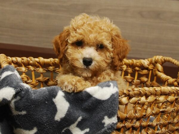 Bichon/Poodle DOG Female Apricot 16575 Petland Iowa City, Iowa