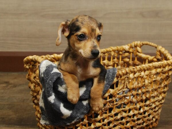 Chihuahua/Dachshund DOG Male Blue Merle 16590 Petland Iowa City, Iowa