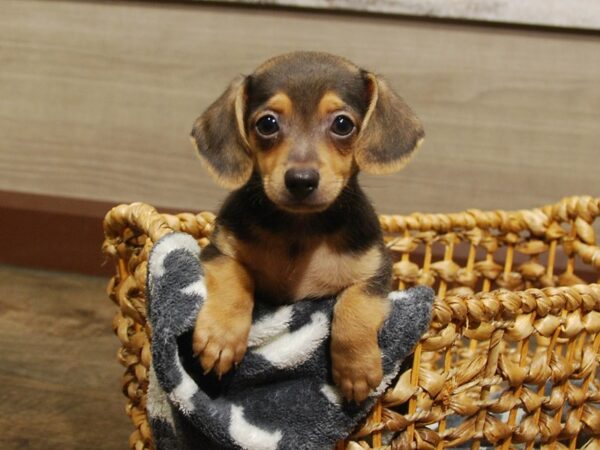 Chihuahua/Dachshund DOG Male Black & Tan 16591 Petland Iowa City, Iowa