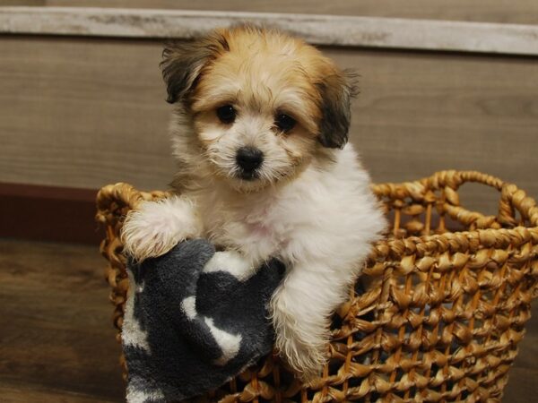 Bichon Frise/Pomeranian DOG Male White & Tan 16594 Petland Iowa City, Iowa