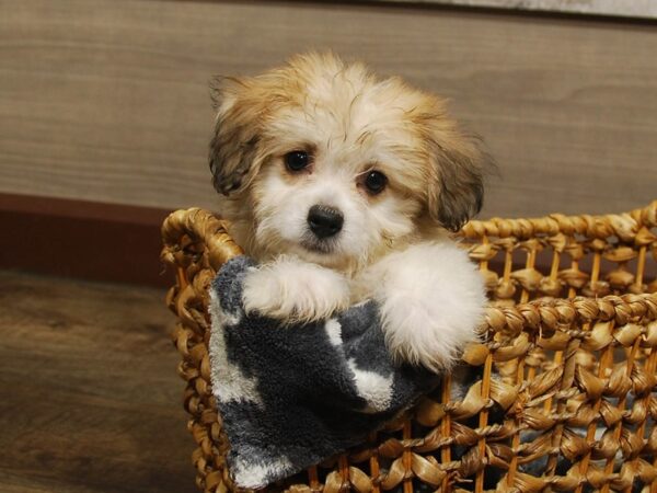 Bichon Frise/Pomeranian DOG Male White & Tan 16595 Petland Iowa City, Iowa