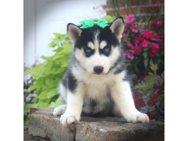 Siberian Husky DOG Female Black / White 16600 Petland Iowa City, Iowa