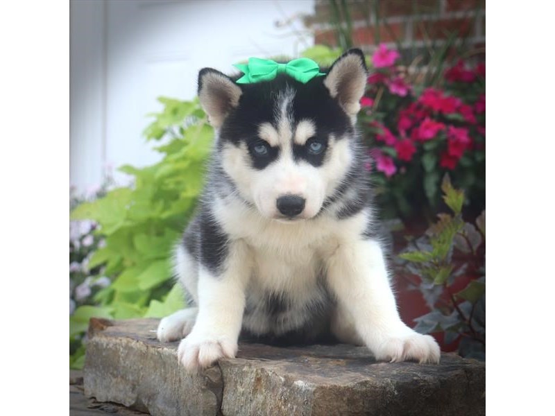 Siberian Husky Dog Female Black / White 16600