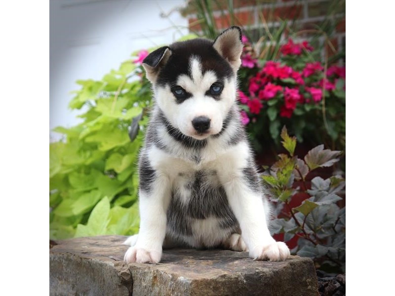 Siberian Husky Dog Female Black / White 16601