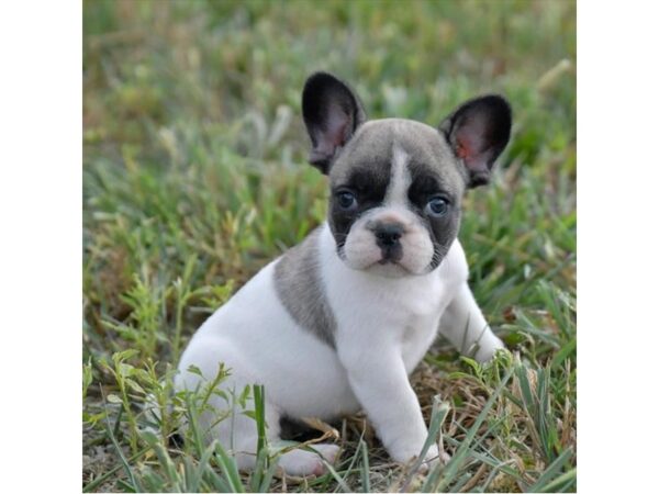 French Bulldog DOG Female White 16607 Petland Iowa City, Iowa