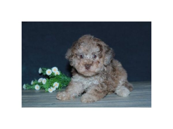 Poodle DOG Female Chocolate Merle 16611 Petland Iowa City, Iowa