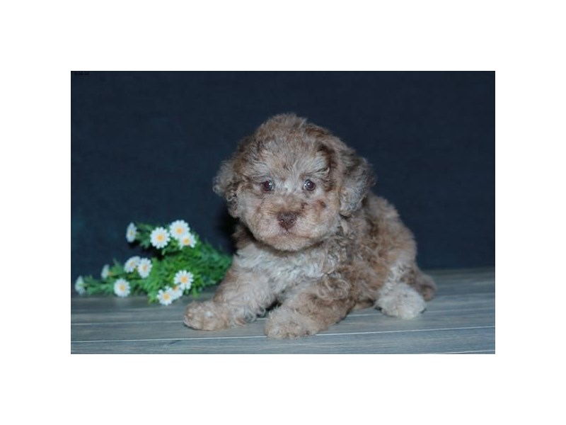 Poodle Dog Female Chocolate Merle 16611
