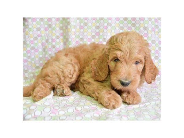 Goldendoodle 2nd Gen DOG Male Cream 16603 Petland Iowa City, Iowa