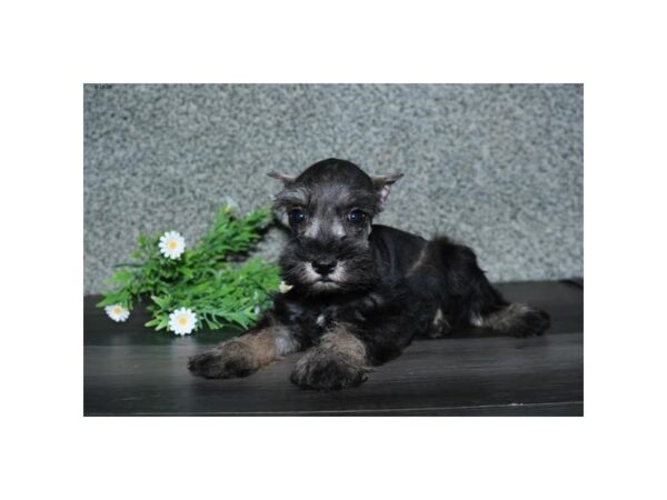 Miniature Schnauzer DOG Female Sable / White 16608 Petland Iowa City, Iowa