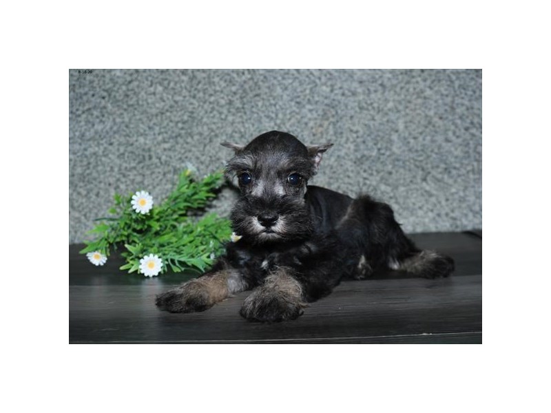 Miniature SchnauzerDOGFemaleSable / White2822155Petland Iowa City