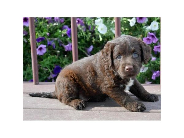 Miniature Labradoodle DOG Male Chocolate 16606 Petland Iowa City, Iowa