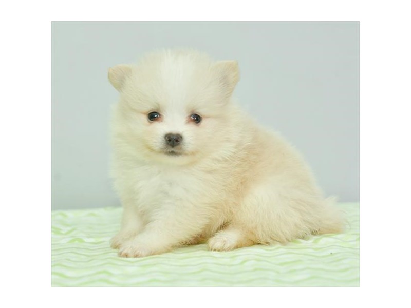 Pomeranian Dog Male Cream 16610