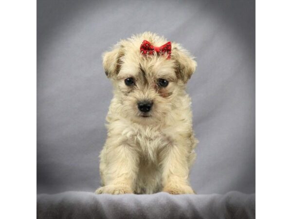 Schnoodle DOG Female Sable 16634 Petland Iowa City, Iowa