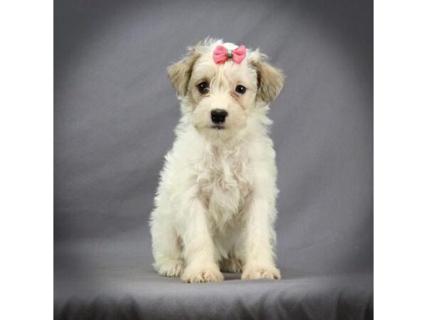 Schnoodle DOG Female White 16635 Petland Iowa City, Iowa