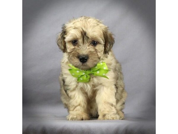 Schnoodle DOG Male Sable 16636 Petland Iowa City, Iowa