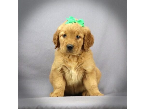 Golden Retriever DOG Female Golden 16632 Petland Iowa City, Iowa