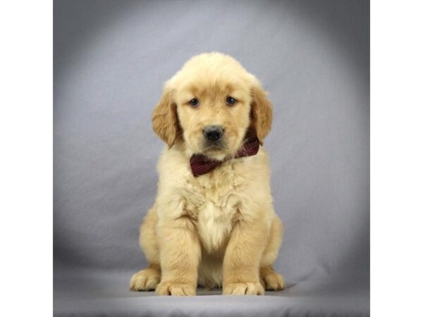 Golden Retriever DOG Male Golden 16633 Petland Iowa City, Iowa