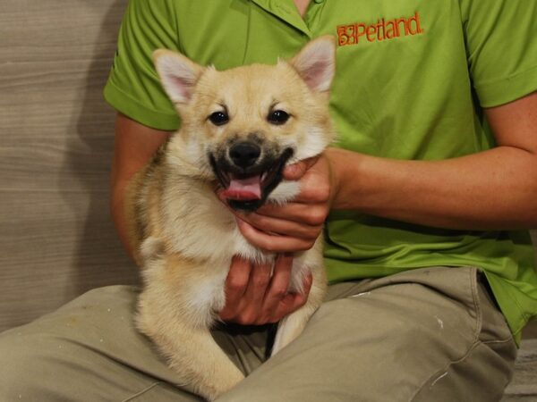 Pomsky 2nd Gen-DOG-Male-Sable Cream-16399-Petland Iowa City, Iowa