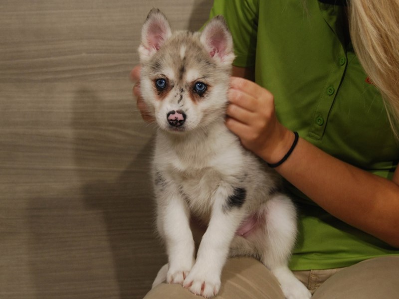 Pomsky Dog Female Blue Merle 16630