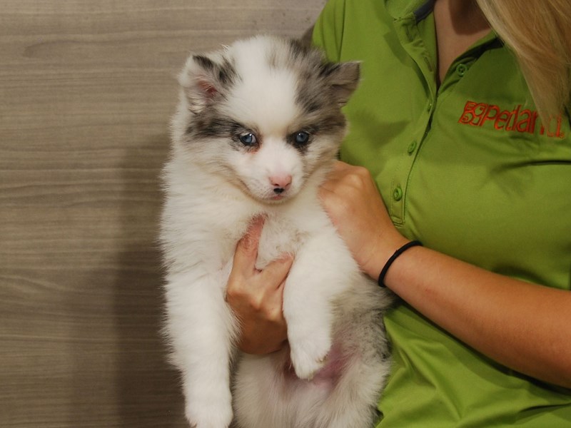 Pomsky Dog Male Blue Merle 16631