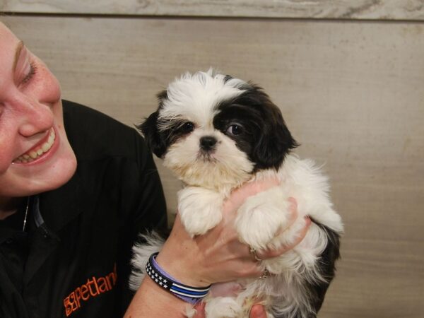 Shih Tzu DOG Female Black & White 16598 Petland Iowa City, Iowa