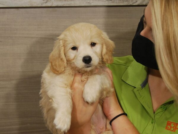 Goldendoodle Mini DOG Female Golden 16625 Petland Iowa City, Iowa