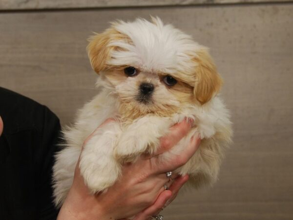 Shih Tzu DOG Female White & cream 16599 Petland Iowa City, Iowa