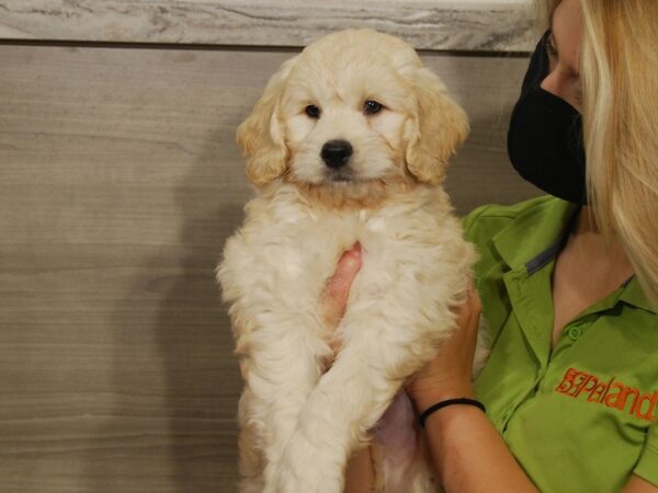 Goldendoodle Mini DOG Male Golden 16627 Petland Iowa City, Iowa