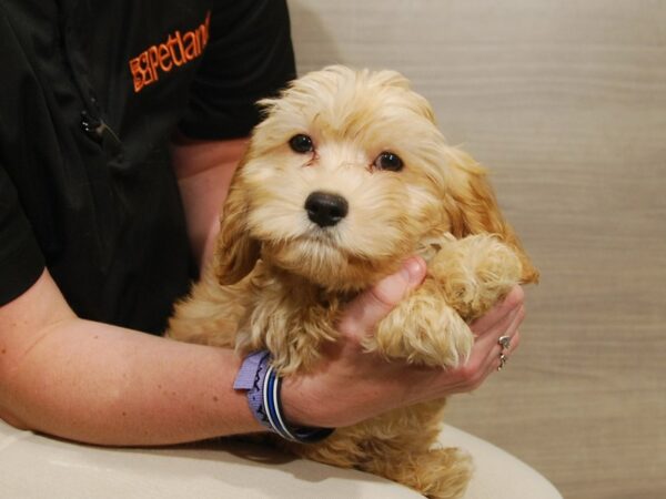 Cavashon DOG Male Apricot 16614 Petland Iowa City, Iowa