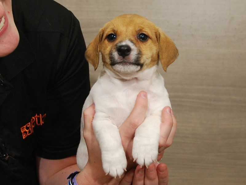 Jack Russell Terrier Dog Female White & Tan 16646