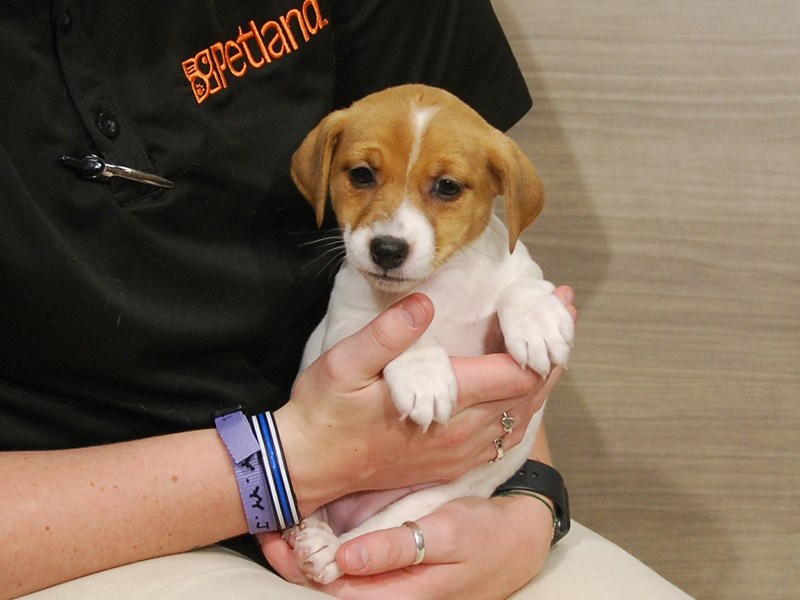 Jack Russell Terrier Dog Female White & Tan 16645