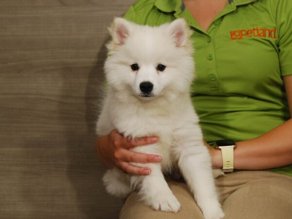 American Eskimo/Alaskan Klee Kai DOG Male White 16576 Petland Iowa City, Iowa