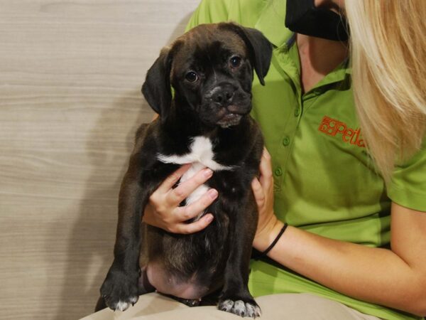 Pug/Beagle DOG Female Black 16491 Petland Iowa City, Iowa