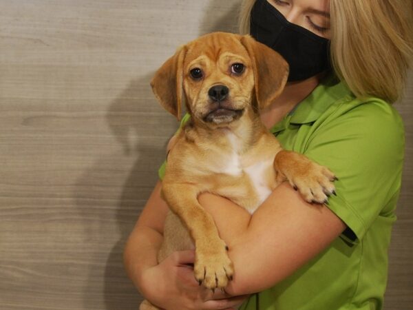 Pug/Beagle DOG Male Brindle 16490 Petland Iowa City, Iowa