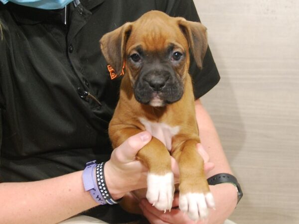 Boxer DOG Male Fawn 16643 Petland Iowa City, Iowa