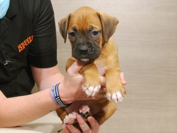 Boxer DOG Male Fawn 16644 Petland Iowa City, Iowa