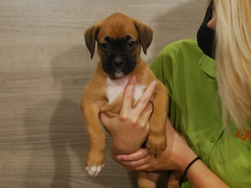 Boxer Dog Female Fawn 16641