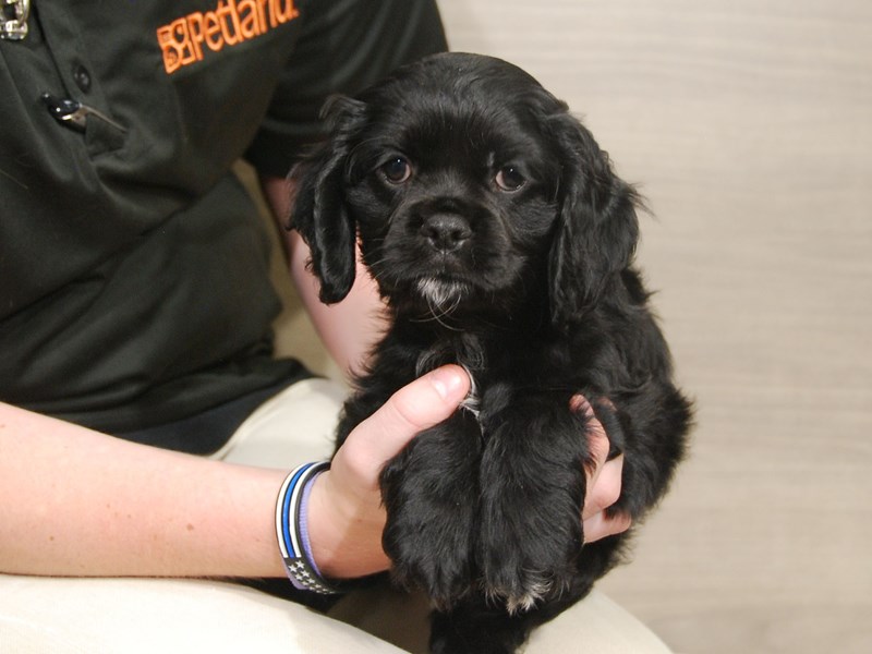 Cock A Poo Dog Male Black 16640