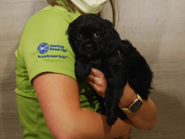 Cockapoo DOG Female Black 16639 Petland Iowa City, Iowa