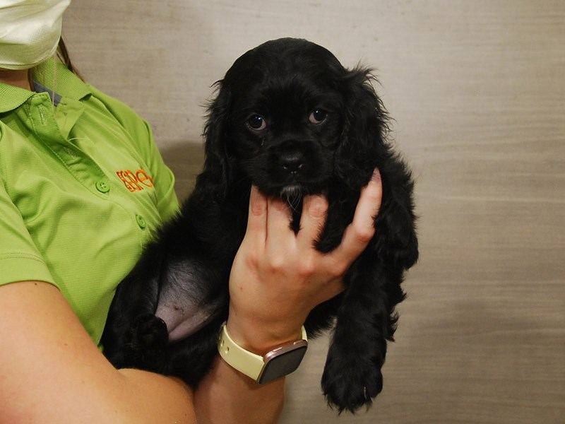 Cock A Poo Dog Female Black 16638
