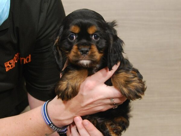 Cockapoo DOG Female Black 16637 Petland Iowa City, Iowa