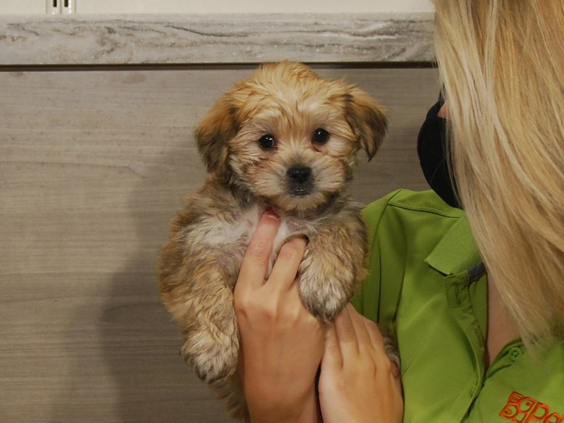 Morkie Dog Male Rust 16622