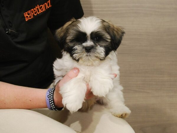 Shih Tzu DOG Male White & Grey 16620 Petland Iowa City, Iowa