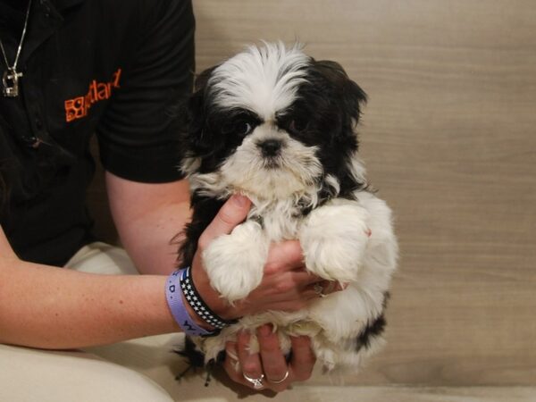 Shih Tzu DOG Female Black / White 16624 Petland Iowa City, Iowa