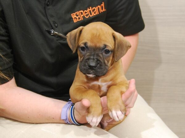 Boxer DOG Male Fawn 16642 Petland Iowa City, Iowa