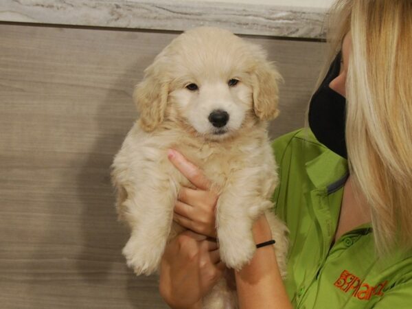 Goldendoodle Mini DOG Male Golden 16628 Petland Iowa City, Iowa