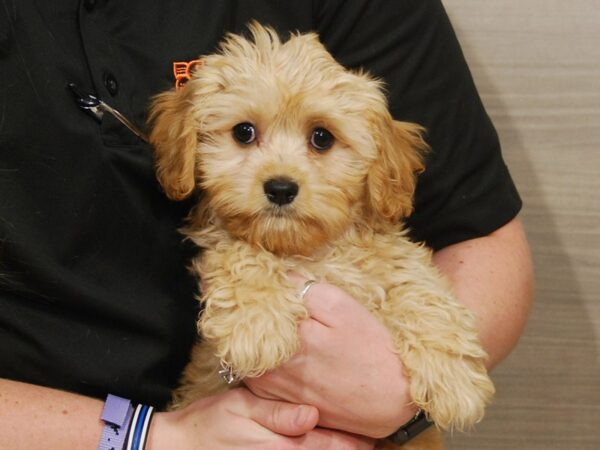 Cavashon DOG Male Apricot 16615 Petland Iowa City, Iowa