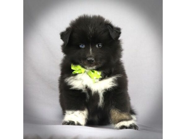 Pomsky-DOG-Male-Black White / Tan-16647-Petland Iowa City, Iowa